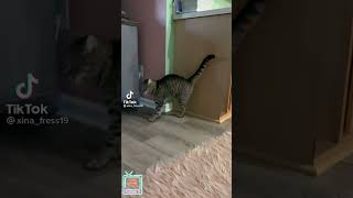 SCARED CATS FUNNY MOMENTS OF CATS STARTLED CATS #shorts #scared #cats #funny