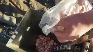 planting spring garlic with 1 row hand garlic planter made by FORGARLIC