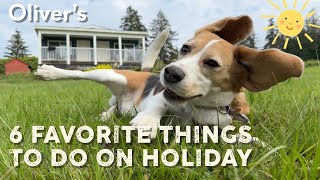 Cute beagle's 6 favorite things to do on holiday