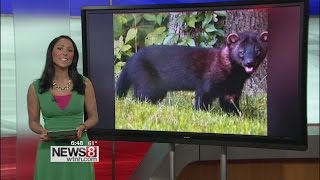 Guilford police warning residents about fisher cats