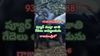 9346082188. ప్యూర్ ముర్రా జాతి గేదలు అమ్మబడును