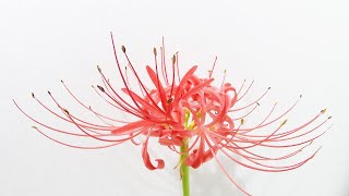 【彼岸花】ヒガンバナの開花（花の開花＃487）/ Flowering red spider lily (Timelapse)