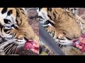 Feeding grumpy tiger 🐯 🫣😳