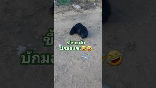 ก็แกล้งสลบไปเลยสิคะ เขินหนักมาก หมาโลกส่วนตัวสูง😂😂😂#funny #คนรักสุนัข #doglover #ฮิตติดกระแส