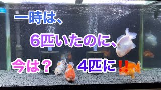 次から次へと星になる。我が家の金魚‼️