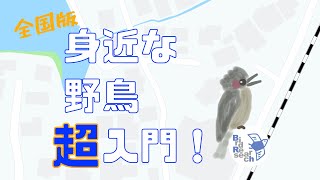 身近な野鳥 動画図鑑 超入門 （全国版）