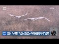 cnn “남북한 가르는 dmz는 야생동물의 천국” 조명 kbs 2023.02.25.