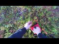 Picking Wild Blueberries In Finland 2018!!!