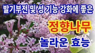 정향나무 놀라운효능