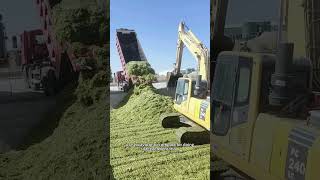 making silage in 10000T pool as cattles winter fodder ! #tools #technique #tips #ideas #process