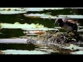 カイツブリの子育て 【 little grebe parents brooding chicks 】