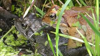 Grasfrosch Amphibien Echte Heimische Frösche Teichfrosch Paarungszeit Frösche Pärchen Wasserlinsen