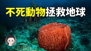 海綿: 剁成碎末都殺不死的動物, 不怕嚴寒輻射, 在6億年前挽救了地球生命.