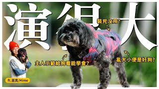 養到天生好狗，就能省掉訓犬錢？ft.苗真｜熊爸估狗