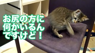 初めて自分に尻尾があることに気づいた子猫がこちらです！