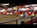 Sandra Brannan's Backyard   Rodeo Bull Fighting