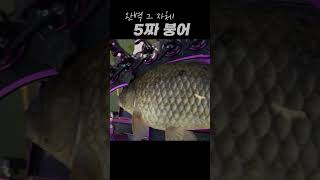 5짜 토종 랜딩 #fishing #소야  #김진우  #민물낚시 #낚시