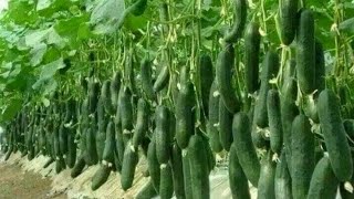 Amazing Agriculture Technology, Plant and Harvest Cucumbers in The Net House, Harvest Bell Peppers