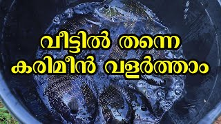 ഒരു സെന്റിൽ 150 കരിമീനിനെ വളർത്താം