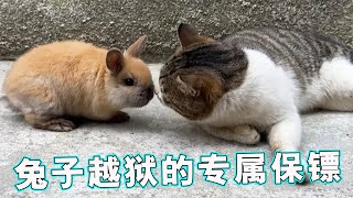 这个世界太疯狂了，猫咪给兔子当保镖了，让人匪夷所思！【天下一场梦】