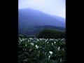 Lonely Captain - Lily of the field