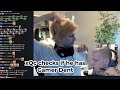 xQc checks if he has a Gamer Dent or not on his head