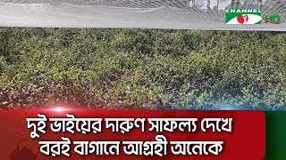 চট্টগ্রামের বোয়ালখালীতে বিভিন্ন জাতের বরই উৎপাদন