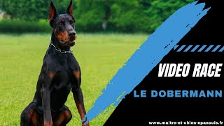 Race de chien Dobermann : caractère, éducation, santé... Et idées reçues !