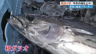 【高知】《初ガツオ》の季節がやってきた！「ただのカツオじゃありません」刺身もタタキもうまい！ (24/04/30 19:10)