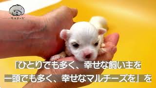 【生後2週間】4頭のマルチーズの子犬が生まれました。