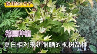 院子养花：花园种植！夏日相对来讲耐晒的枫树品种｜隐月的小日子