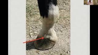 Equine regional analgesia lecture