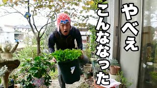 今年のほんまデッカーがやべぇっす【園芸超人カーメン君】