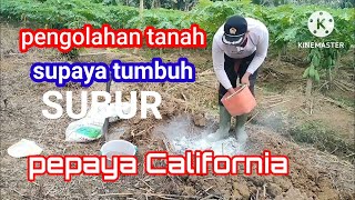 PERSIAPAN LAHAN DAN PENGOLAHAN TANAH// BUDIDAYA PEPAYA CALIFORNIA