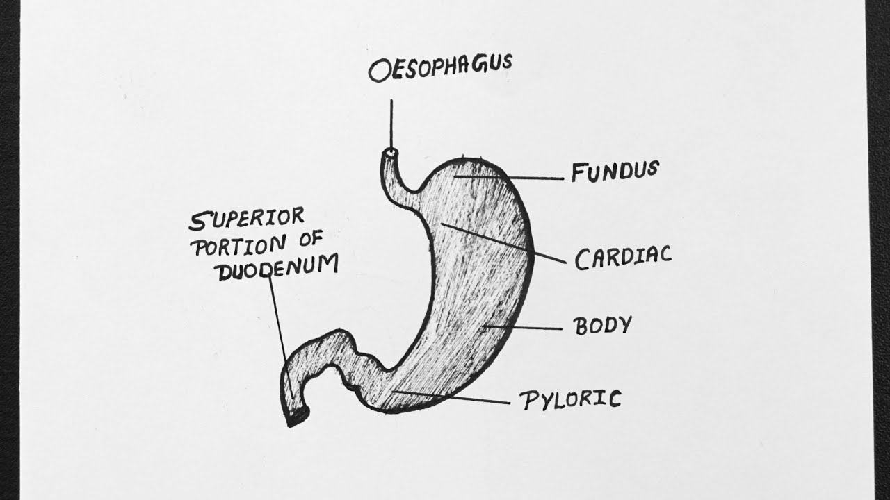 Diagram Of Anatomical Regions Of Human Stomach || Labelled Diagram Of ...