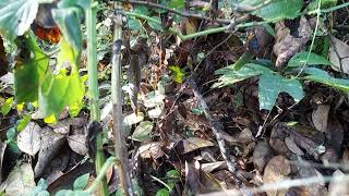 Malabar cat mint- Anisomeles indica