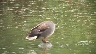 オカヨシガモ（2）冬鳥（ディスプレイ） - Gadwall - Wild Bird - 野鳥 動画図鑑