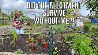 DID THE PLOT SURVIVE? / ALLOTMENT GARDENING FOR BEGINNERS