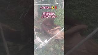 オラウータンも敷物の上に座りたい #円山動物園