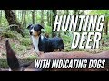 Hunting Deer With Indicating Dogs