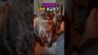 고양이 밈 원본 비교하기 #shorts