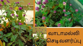 வாடாமல்லி செடி வளர்ப்பு/VAADAMALLI PLANT/MAADITHOTTAM