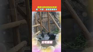 【#shorts 】黑熊大熱天泡澡太忘我　摳「卡撐」還聞全被看光 @shoushanzoo9892