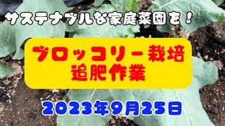 【ブロッコリー栽培の追肥❗️】肥料代0円！生ゴミボカシ肥料でブロッコリー栽培！無農薬でサステナブルな家庭菜園を始めよう！