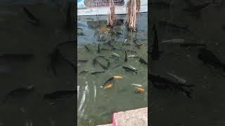 #Machli Jal Ki Rani Hai....#Fish#🐠🐡🐟🦈