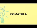 What is the meaning of the word COMATULA?