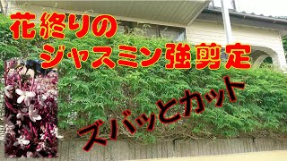 還暦おやじのジャスミンの花が終わったらシッカリ剪定を・・５月