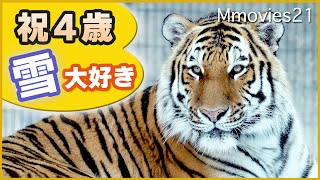 雪の中駆け回るアムールトラ「トート」のお気に入り玩具〜Amur Tiger is playing in snow