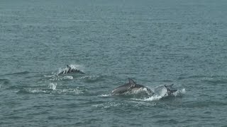 来島海峡でイルカの群れ・愛媛新聞