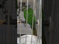 イワウロコインコ「わしカエルちゃうで」【クロノトリガー】　鳥好き　癒やし　bird